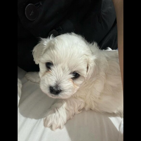 Maltese - Dogs