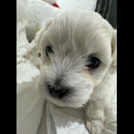 Maltese - Dogs