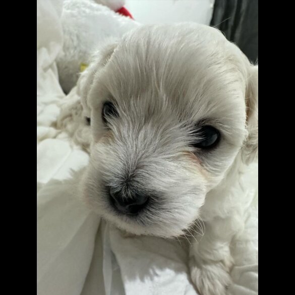 Maltese - Dogs