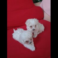Maltese - Dogs