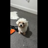 Maltese - Dogs