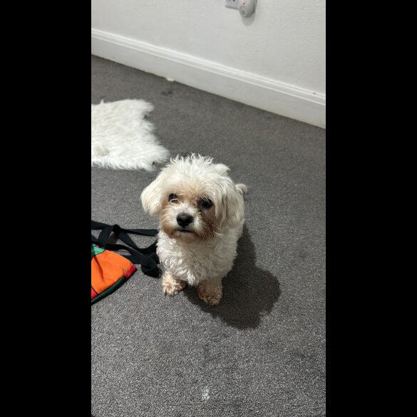 Maltese - Dogs