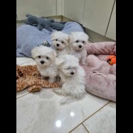 Maltese - Dogs