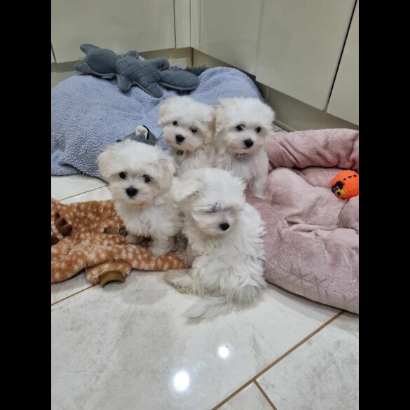 Maltese - Dogs