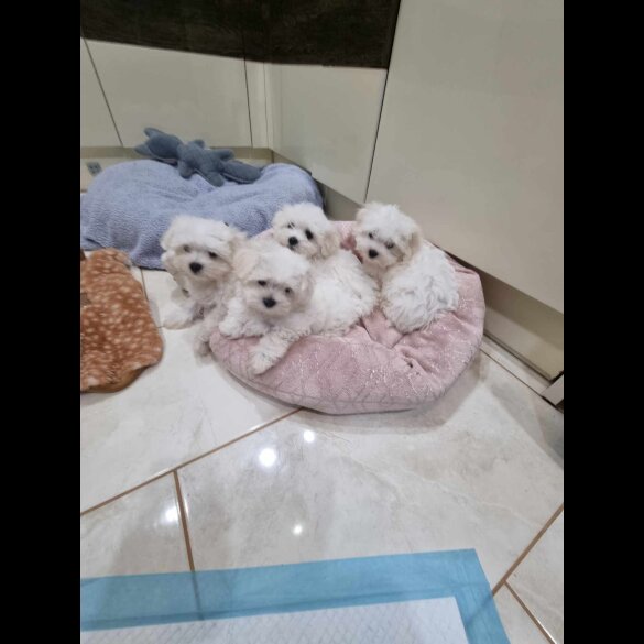Maltese - Dogs
