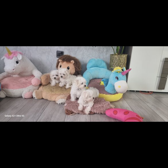 Maltese - Dogs