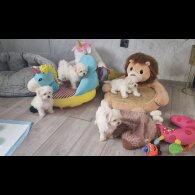 Maltese - Dogs