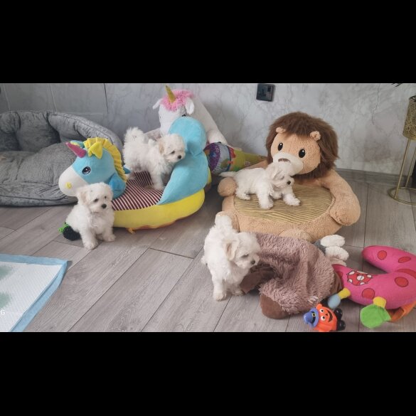 Maltese - Dogs