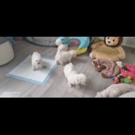 Maltese - Dogs