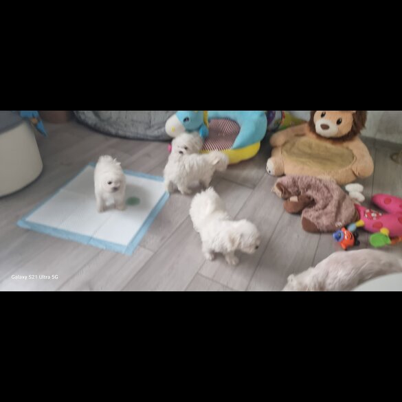 Maltese - Dogs