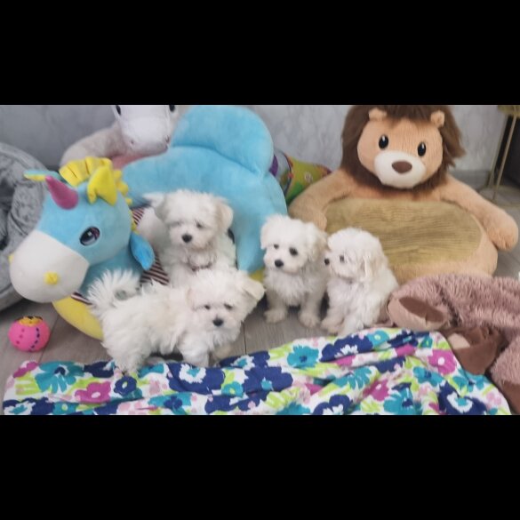 Maltese - Dogs