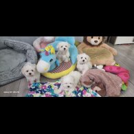 Maltese - Dogs