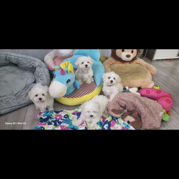 Maltese - Dogs