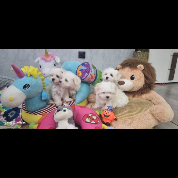 Maltese - Dogs