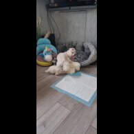 Maltese - Dogs