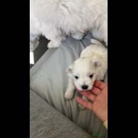 Maltese - Dogs