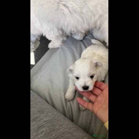 Maltese - Dogs