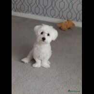 Maltese - Dogs