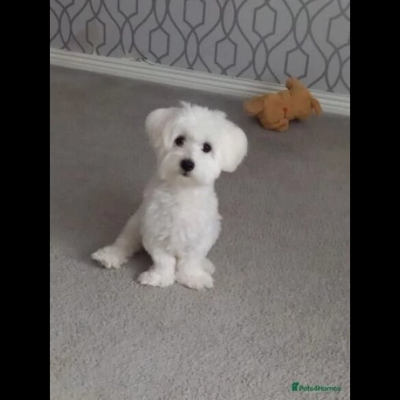 Maltese - Dogs