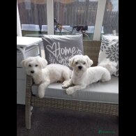 Maltese - Dogs