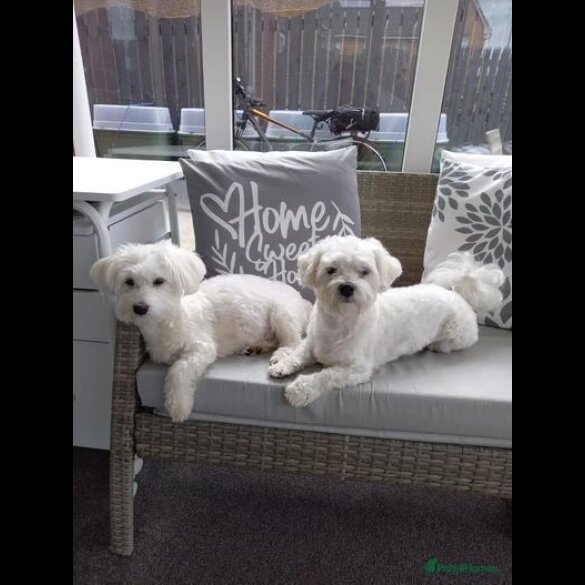 Maltese - Dogs