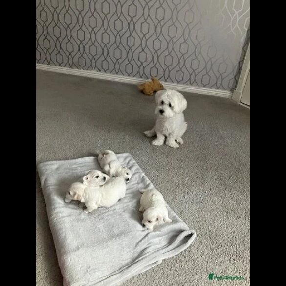 Maltese - Dogs