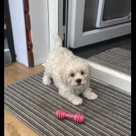 Mixed Breed - Dogs