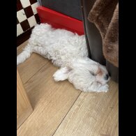 Mixed Breed - Dogs