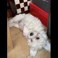 Mixed Breed - Dogs