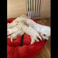 Mixed Breed - Dogs