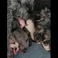 Maltipoo - Dogs