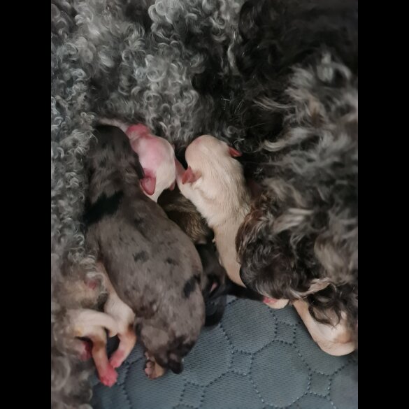Maltipoo - Dogs