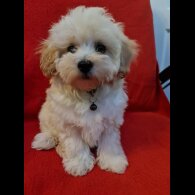 Maltipoo - Dogs