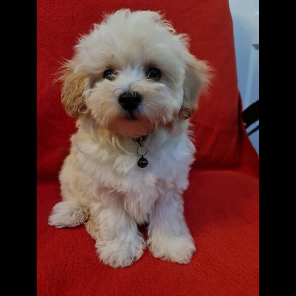 Maltipoo - Dogs