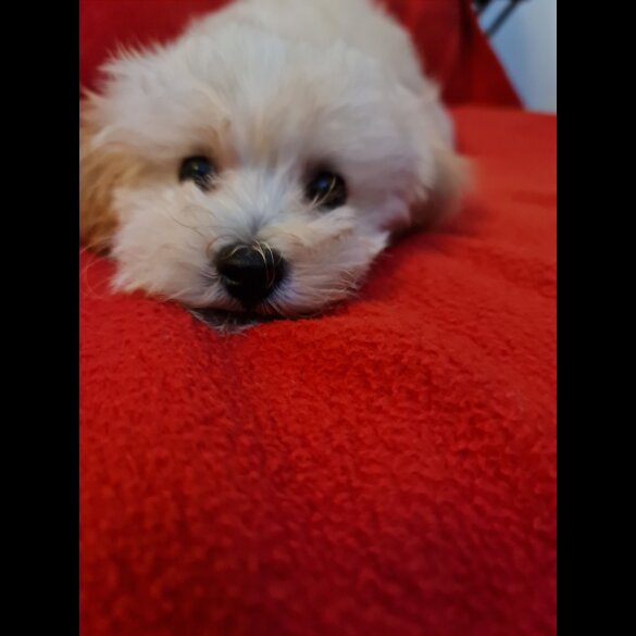 Maltipoo - Dogs