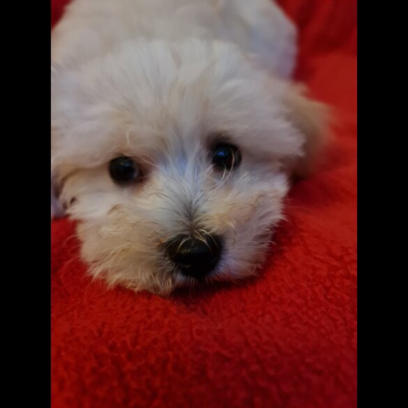 Maltipoo - Dogs