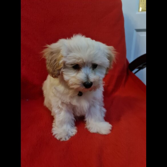 Maltipoo - Dogs