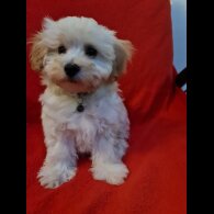 Maltipoo - Dogs