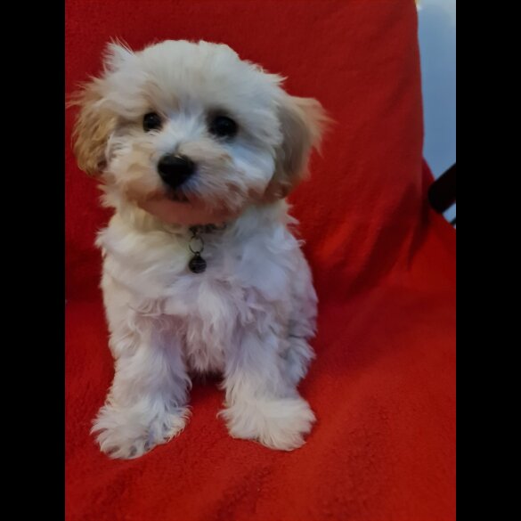 Maltipoo - Dogs