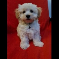 Maltipoo - Dogs