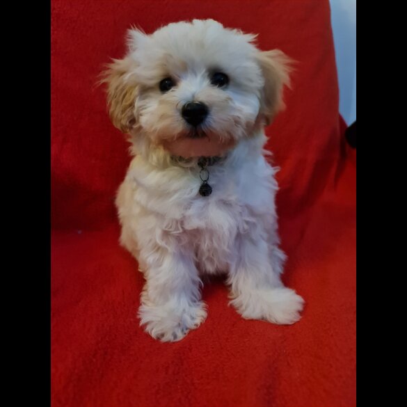Maltipoo - Dogs