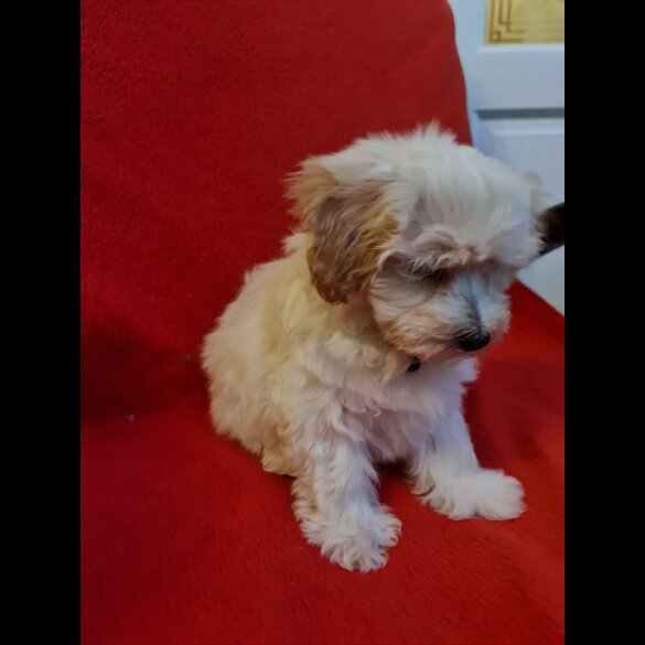 Maltipoo - Dogs