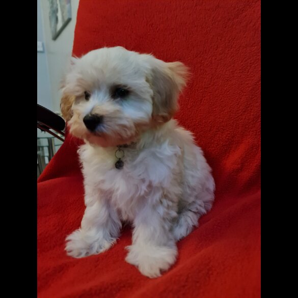 Maltipoo - Dogs