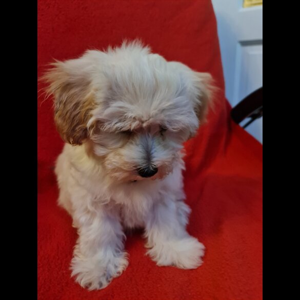 Maltipoo - Dogs