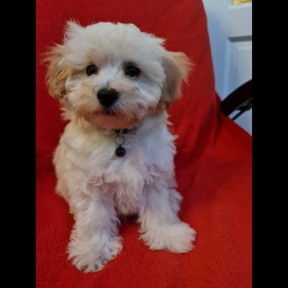 Maltipoo - Dogs