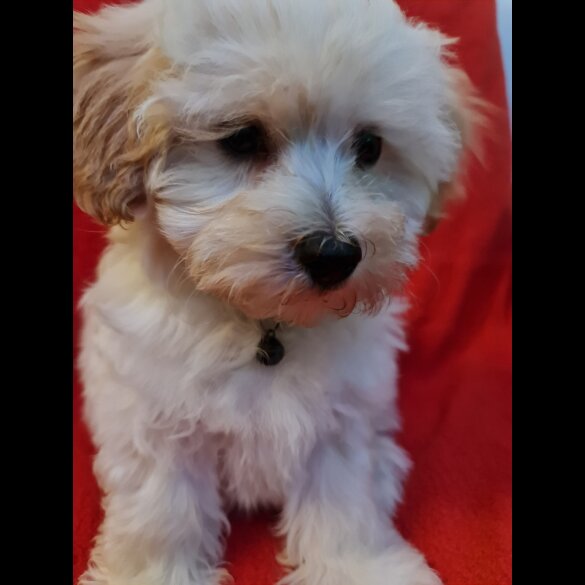 Maltipoo - Dogs
