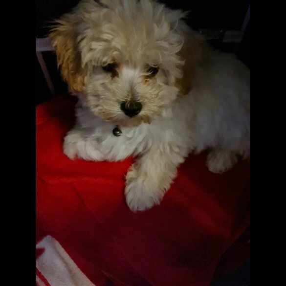 Maltipoo - Dogs