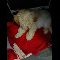 Maltipoo - Dogs