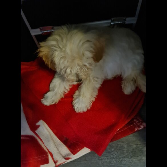 Maltipoo - Dogs