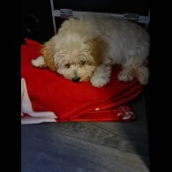 Maltipoo - Dogs